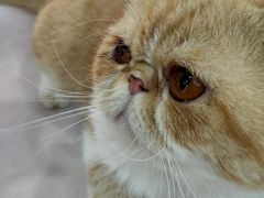 -糯米喵星人·撸猫猫舍咖啡馆(西市场嘉华店)