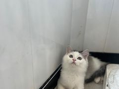 -共舞时光猫咖·狗咖(新街口店)