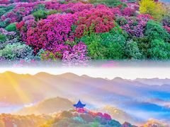 -贵州百里杜鹃风景名胜区