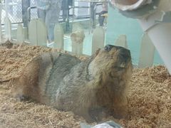 -怪兽屋·羊驼·猫咖·狗咖(俊华广场店)