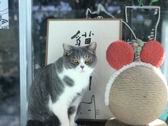 -羊咖啡(大理古城五华楼店)