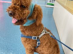 -宠颐生猫科·内科皮肤科(西平世纪城店)