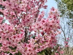 -武汉大学-樱园