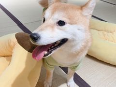 -逗柴咖啡屋·狗咖猫咖宠物桌游