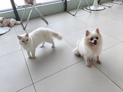 -怪兽屋·羊驼·猫咖·狗咖(俊华广场店)