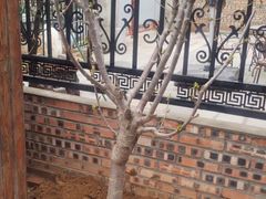 -北京八中游泳馆