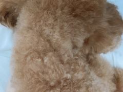 -BABIT巴比特宠物(MOMOPARK店)