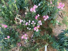 -松山湖梦幻百花洲