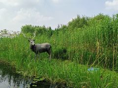 -溱湖国家湿地公园
