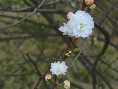 -郑州中国绿化博览园