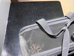 -御宝贝·A梦猫科宠物医院(国际猫友好医院)