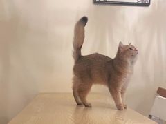 -滚猫咖啡·猫咖·猫友好撸猫(未来城店)