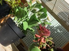 -猫的天空之城概念书店(丽江古城饮玉巷店)