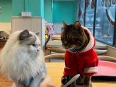 -绒爪撸猫下午茶·猫咖