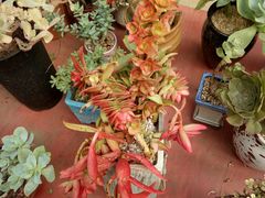 -龙大花卉苗木市场