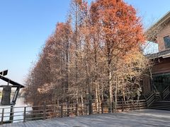 -溱湖国家湿地公园