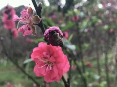 -南国桃园旅游度假区