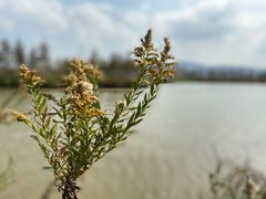 -漩门湾国家湿地公园