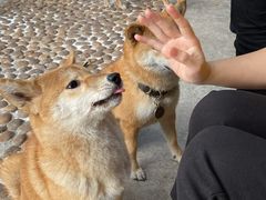 -柴犬高等学院·狗咖·柴犬售卖·宠物训练