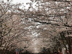 -高东镇樱花园