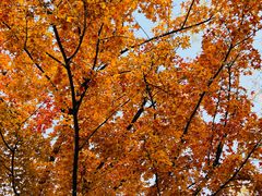 -三里屯东五街银杏大道