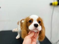 -1013 PET SHOP精品宠物商店(丁香店)
