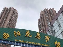 -曲阳花鸟市场(曲阳路店)