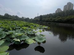 -前关湿地公园