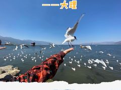 -大理洱海