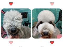 -百好乐宠物友好餐厅(朝外大街店)