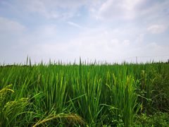 -嘉北郊野公园