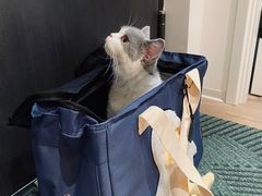 -猫大福·Fortune Cat猫舍(百子湾店)