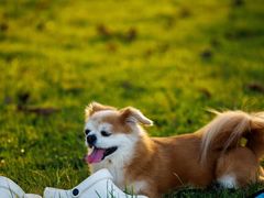 -爱侣·安琦尔宠物医院·中兽医针灸·心内科·狂犬免疫点(宝山区院)