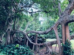 -中国科学院西双版纳热带植物园