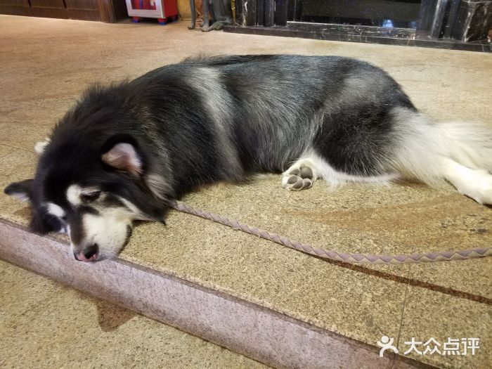 more than meow吴止猫主题餐厅(承德 中船汇店)阿拉斯加图片