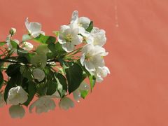 -大觉寺-停车场