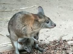 -费瑟代尔野生动物园
