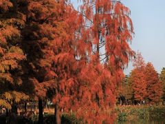 -飞来湖湿地公园