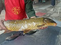 -金台阶鱼馆(于桥水库店)