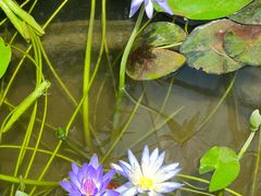 -国家植物园南园