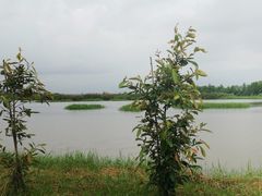 -大湾区中央湿地公园