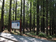 -日照海滨国家森林公园