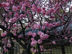 -名古屋城