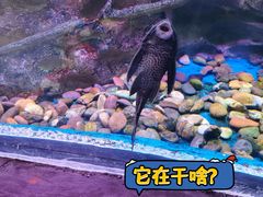 -梦幻海洋王国(吾悦广场张家港店)