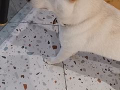 -柴务处·柴犬主题狗咖