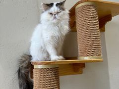 -藏猫猫咖啡主题馆(中央大道店)