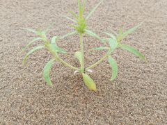 -达拉特旗响沙湾旅游区