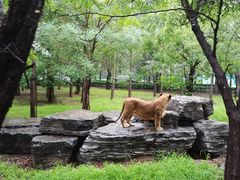 -秦皇岛野生动物园