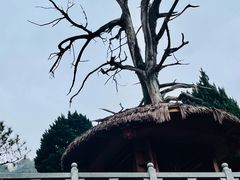 -灵光寺