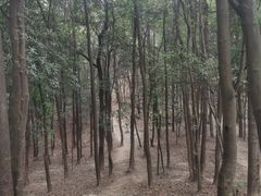 -南山植物园